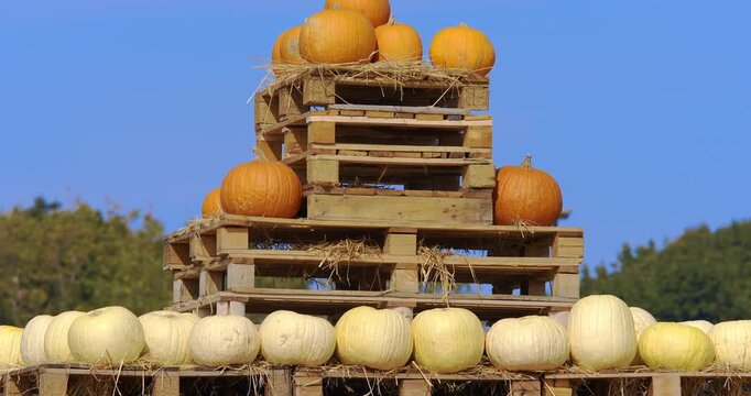 Preparing pumpkins for Halloween night 2026