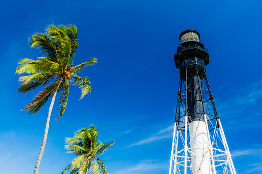 lighthouse with blue sky and palm trees