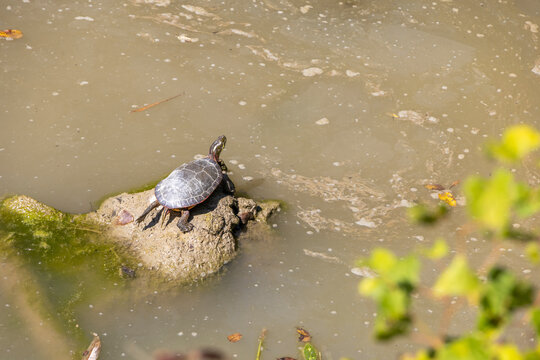 A turtle sunbathes on a rock in a tranquil pond in Petrolia, Ontario, capturing nature's serene beauty.