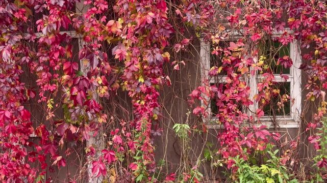 Thick red ivy leaves grow over a brown building wall and cover an old white window frame outdoors. Colorful autumn foliage backdrop, wild grape vine facade, seasonal garden landscape view.