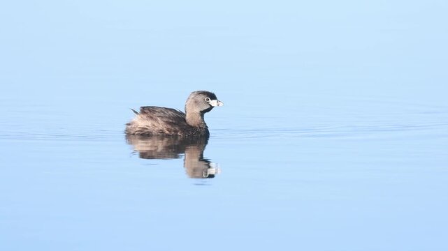 Pied-billed grebe (Podilymbus podiceps) swimming across calm water with a clean mirror reflection, McCoy Flat Reservoir, Lassen County, California.