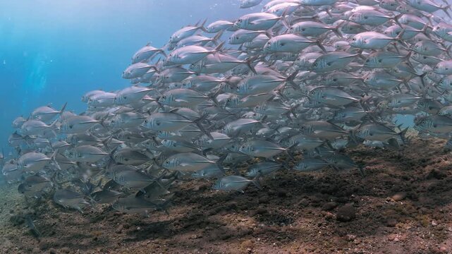 Dense school of bigeye trevally (Caranx sexfasciatus) swimming over a dark volcanic sand seabed in Tulamben, Bali, wide view