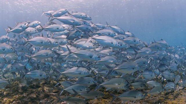 Large shoal of silver jackfish swimming together through clear blue water above dark rocky reef floor, sunbeams flickering from above