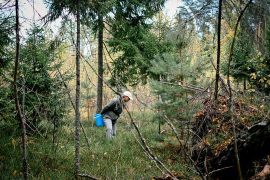 A person walking through a dense autumn forest, seemingly foraging or gathering wild plants or mushrooms. 