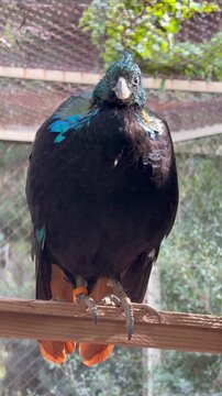 A male Himalayan monal bird perched on a wooden beam. The exotic pheasant. Avian zoology, rare wildlife conservation, and Asian fauna