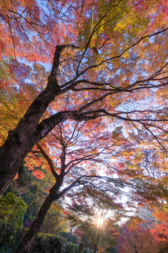 夕暮れの紅葉（大分県中津市耶馬渓渓石園）