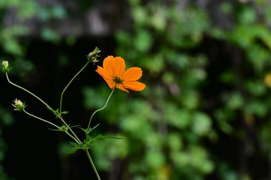 Yellow cosmos flowers. Their vibrant blossoms sway in the autumn breeze, allowing one to fully savor the feeling of the season.