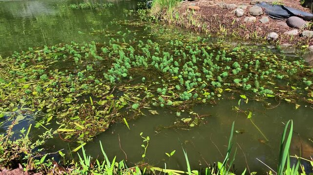 Aquatic plant parrot feather (Myriophyllum aquaticum (Vell.) Verdc.), family Haloragaceae, phylum Tracheophyta.