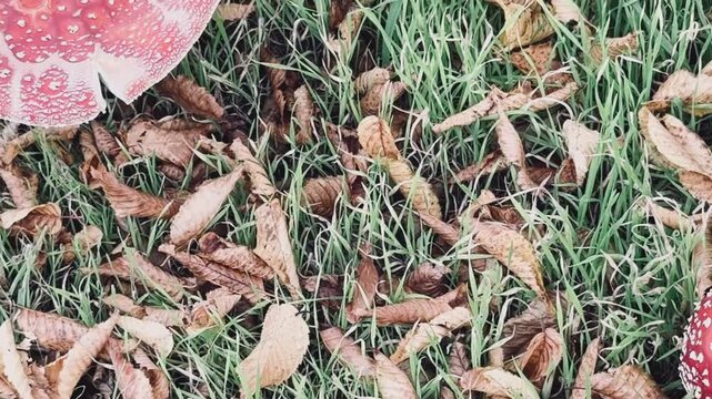 Fliegenpilze wachsen unter einer Hainbuche 