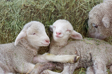 Two cute lambs cuddling together in hay © Gabriel