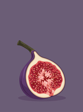 Fresh fig fruit cut open vector illustration showing juicy red flesh, cream interior and detailed seeds, isolated on a purple background for healthy food and natural fruit design.