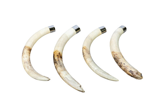 Four curved elephant ivory tusks with metallic caps illustrating illegal wildlife trade, poaching, smuggling, and animal contraband trafficking.