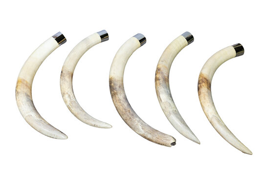 Four curved elephant ivory tusks with metallic caps illustrating illegal wildlife trade, poaching, smuggling, and animal contraband trafficking.