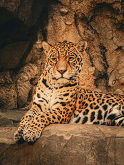 Beautiful jaguar resting on a rock with crossed paws in a scenic portrait. Majestic spotted leopard big cat looking at the camera with an intense gaze on a textured stone background. Vertical shot. © Maryna Bykova