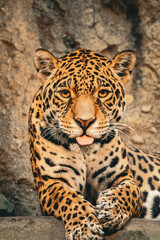Funny close up portrait of a beautiful jaguar showing its tongue. Cute spotted leopard big cat looking at the camera with an expressive face while resting on a rock background. Vertical image. © Maryna Bykova