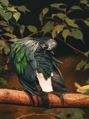 Stunning Nicobar pigeon with iridescent metallic green feathers preening its plumage on a tree branch. Exotic tropical bird displaying vibrant colorful wings and white tail in a lush environment. © Maryna Bykova