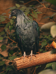 Exotic Nicobar pigeon, Caloenas nicobarica, perched on a wooden log. Beautiful portrait of a rare tropical bird with metallic green and grey feathers and long neck hackles in a natural environment © Maryna Bykova