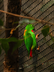 Blue-crowned hanging parrot displaying colorful orange back and red tail feathers while climbing an aviary cage fence. Small exotic tropical bird in a zoo enclosure. Side view profile portrait. © Maryna Bykova