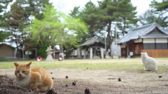 女木島の豊玉依姫神社でくつろぐ茶トラ猫と白猫 （香川県高松市, 2026年4月）