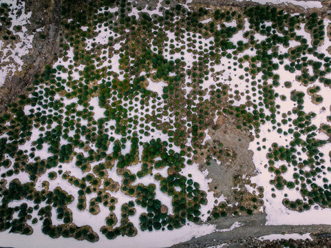 Aerial view of a Christmas tree plantation with rows of evergreen trees set against a snowy landscape in Ryfylke, Rogaland, Norway.