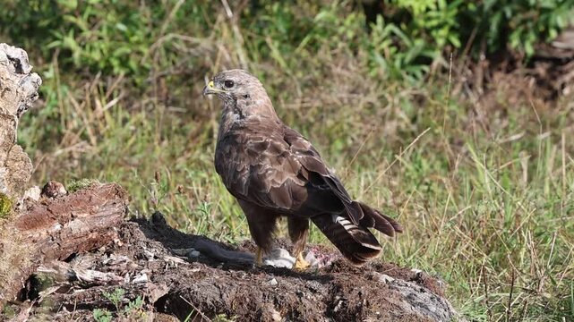 Common buzzard (Buteo buteo) Germany