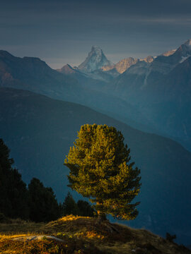 Aerial view of a lone pine tree illuminated by golden hour light with the Matterhorn mountain peak in the background in Fieschertal, Valais, Switzerland.