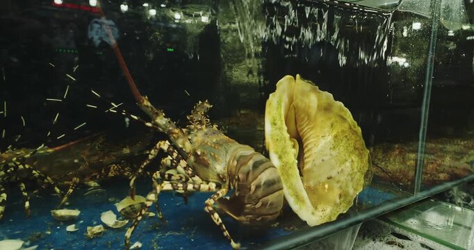 Ornate Spiny Lobster and Bailer Shell in Live Seafood Aquarium