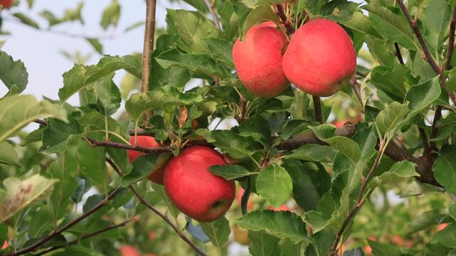 Cultivated apple (Malus domestica Borkh., synonym: Pyrus malus L.), apple tree, fruit, ripe, on the tree, agriculture, fruit, in summer, Ellerstadt, Rhineland Palatinate, Germany