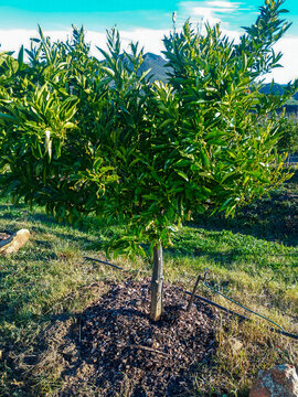 View of a young clementine tree in spring time with lush green foliage and mulch at the base in an orchard in Ladismith, Western Cape, South Africa.