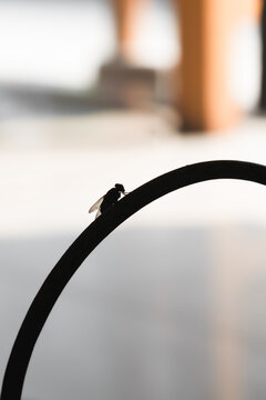 Silhouette of files or fly on cable