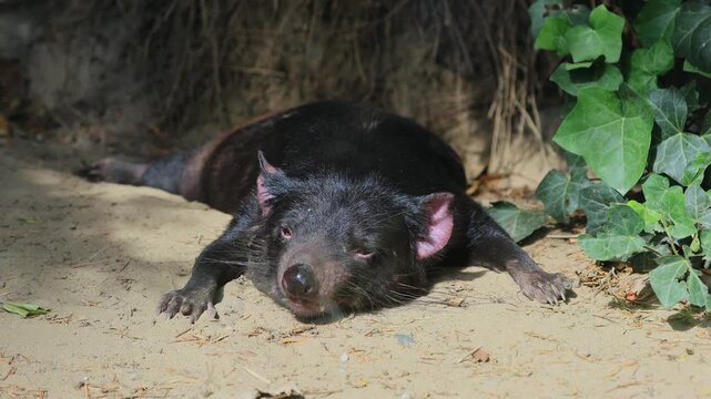 Tasmanian devil (Sarcophilus harrisii), adult, lying down, tired, Australia