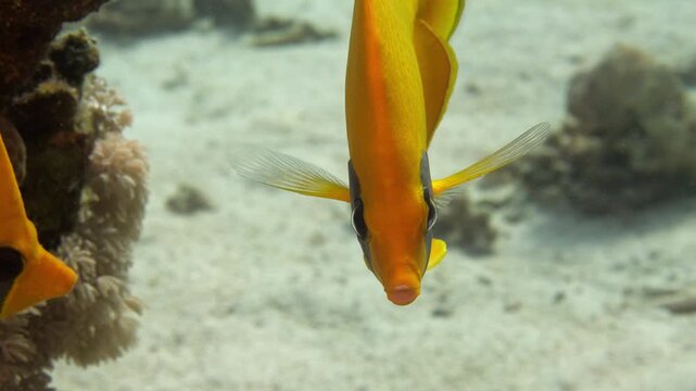 Close-up of masked butterflyfish (Chaetodon semilarvatus) in clear blue water surrounded by colourful corals, Mangrove Bay, El Quesier, Egypt