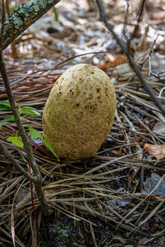 Rhopalogaster transversarium rare unique fungus egg-looking partially buried
