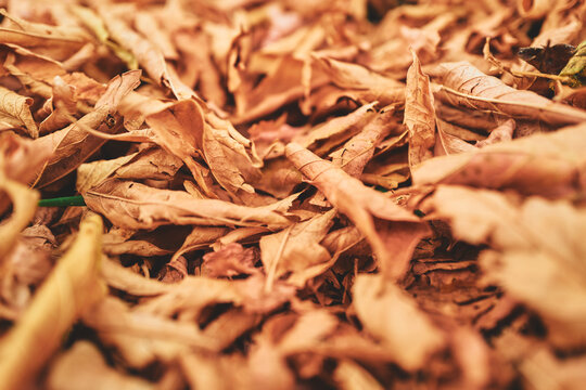 Fallen Autumn Leaves Close-Up With Shallow Depth of Field