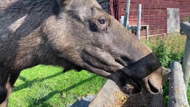 Side view of a moose with brown fur, eating at a fence in front of a meadow in sunny weather, heraldic animal, J&auml;mtland, Sweden