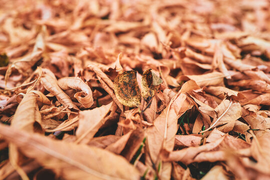 Autumn Leaf Litter With a Speckled Green and Brown Leaf