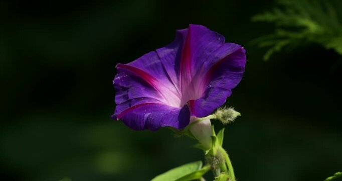Purple funnel bindweed flower (Ipomoea purpurea), wild bee, Sieversen, Rosengarten, Lower Saxony, Germany