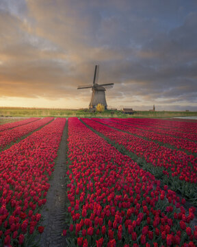 View of a vibrant field of red tulips in full bloom with a traditional Dutch windmill standing in the background under a golden sunset sky in Schermerhorn, North Holland, Netherlands.