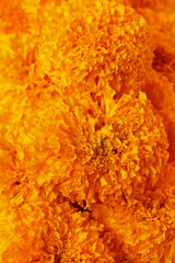 Fototapeta premium Golden marigolds are beautiful ornamental flowers used for worship and herbal