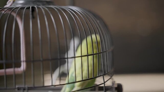 Close-up of colorful green and yellow budgerigar parakeet sitting on wooden perch inside metal cage