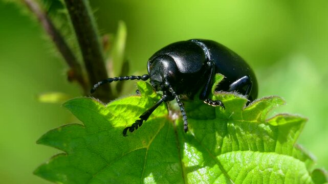Bloody-nosed beetles (Timarcha tenebricosa) on leaf, Devon, England, United Kingdom