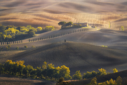 View of rolling hills in the Val d'Orcia landscape with a farmhouse and a row of cypress trees under soft light in Tuscany, Italy.