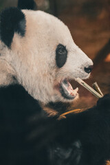 Close up portrait of a giant panda, Ailuropoda melanoleuca, chewing a green bamboo stick with an open mouth. Expressive vertical profile of a hungry black and white bear eating in the forest © Maryna Bykova