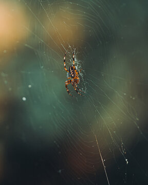 View of a spider resting on its intricate web against a soft, blurred green background in Vancouver, Washington, United States.