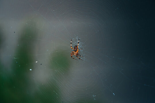 View of a spider resting in the center of a delicate, intricate spiderweb against a blurred natural background in Vancouver, Washington, United States.
