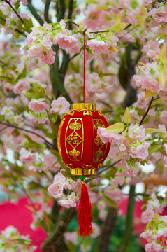 View of a traditional red Chinese lantern hanging from a cherry blossom tree in Vancouver, British Columbia, Canada.