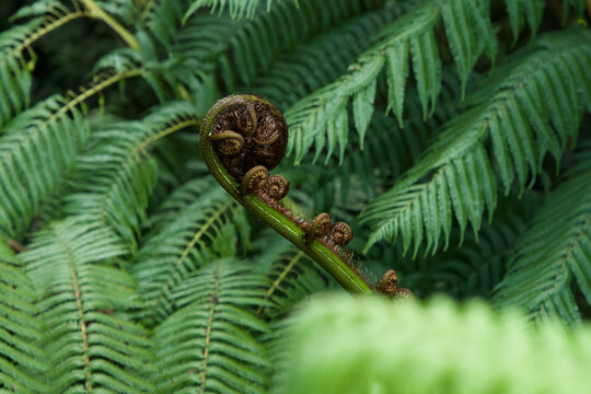 View of a koru fern frond unfurling in a lush native forest, showcasing intricate textures and vibrant green foliage in Wellington, Wellington Region, New Zealand.