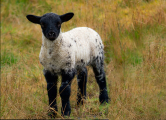 lamb © stephane