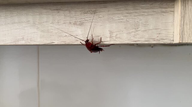 Cockroach Crawling Across Wooden Cabinet Edge