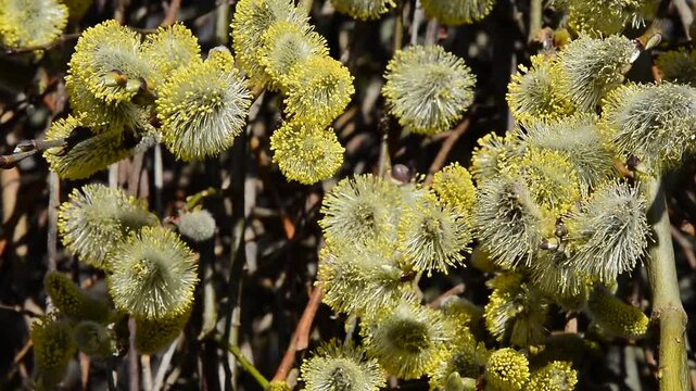 Hanging pussy willow (Salix caprea 'Kilmarnock') in spring in Ystad, Sk&aring;ne County, Sweden, Scandinavia